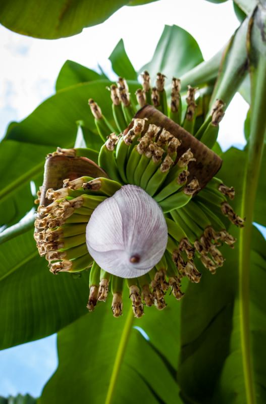 Racimo de Platanos, Uraba, Antioquia, Colombia