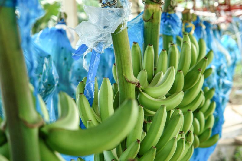 Racimos de Platanos, Uraba, Antioquia, Colombia