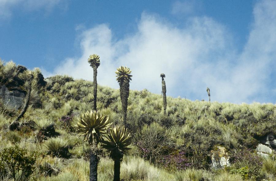 Frailejones, Parque Nacional Natural de los Nevado...