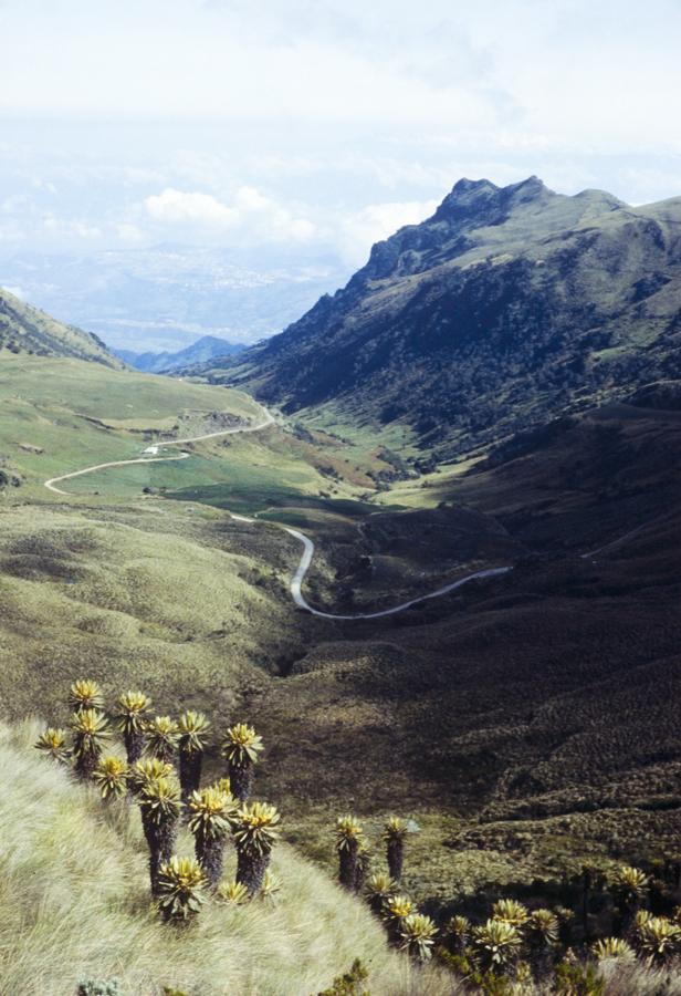 Vista Panoramica de carretera en el Parque Naciona...