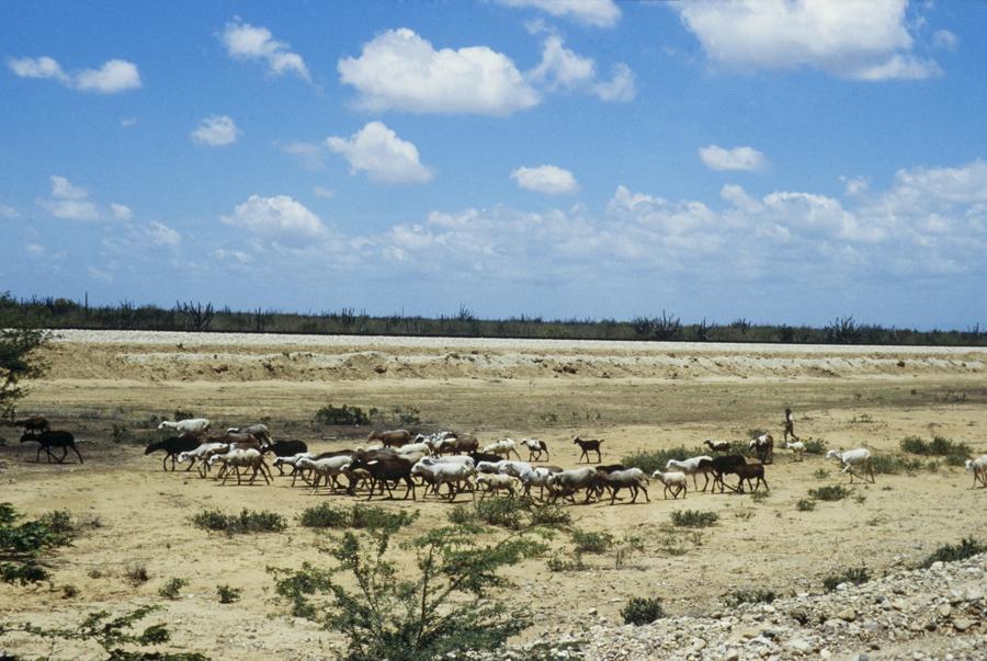 Rebaño de Cabras en Desierto de la Guajira, Colom...