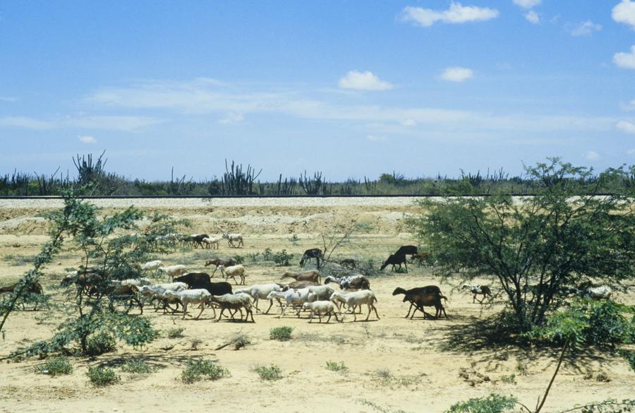 Rebaño de Cabras en Desierto de la Guajira, Colom...