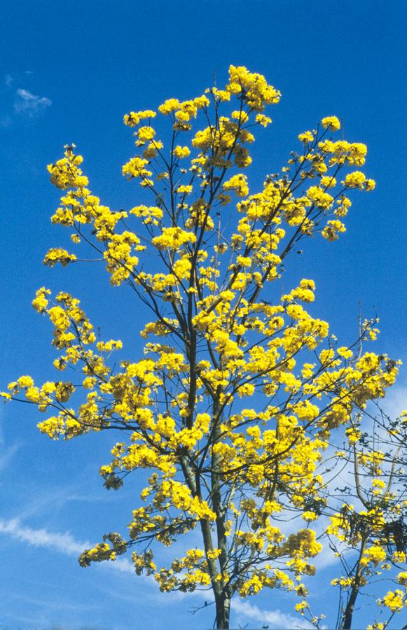 Guayacan Amarillo Florecido