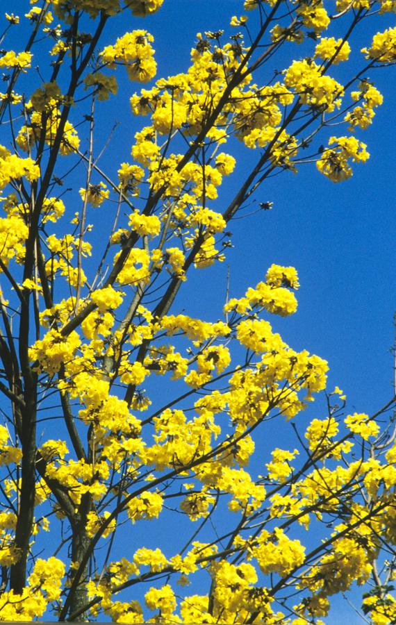 Guayacan Amarillo Florecido