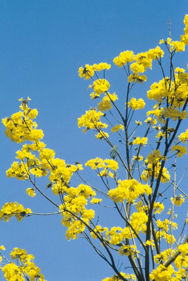 Guayacan Amarillo Florecido