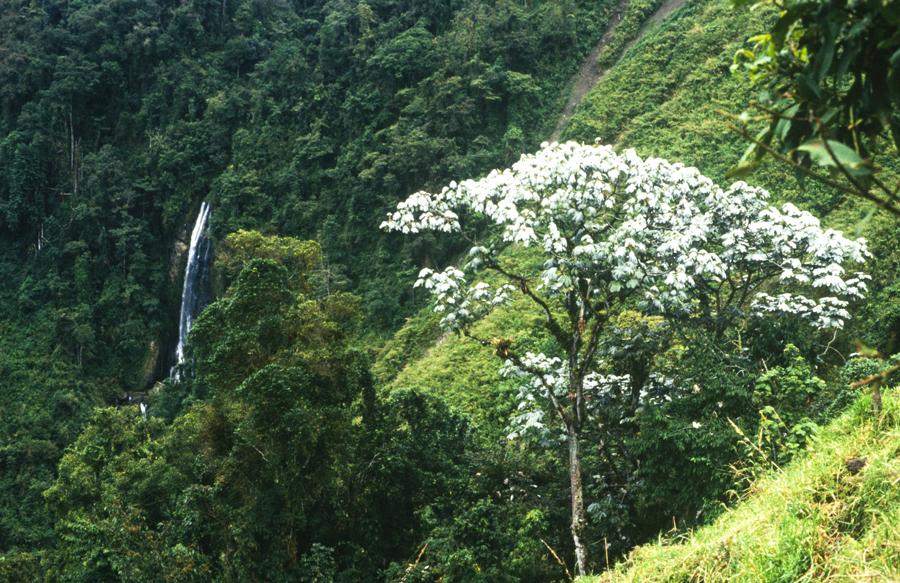 Paisaje en Villa Maria, Caldas, Colombia