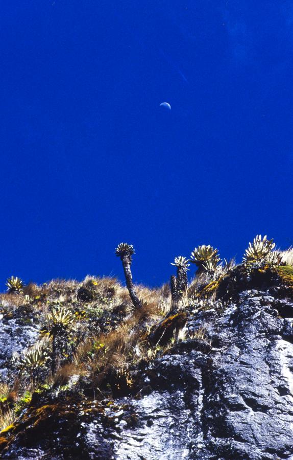 Frailejones, Parque Nacional Natural de los Nevado...