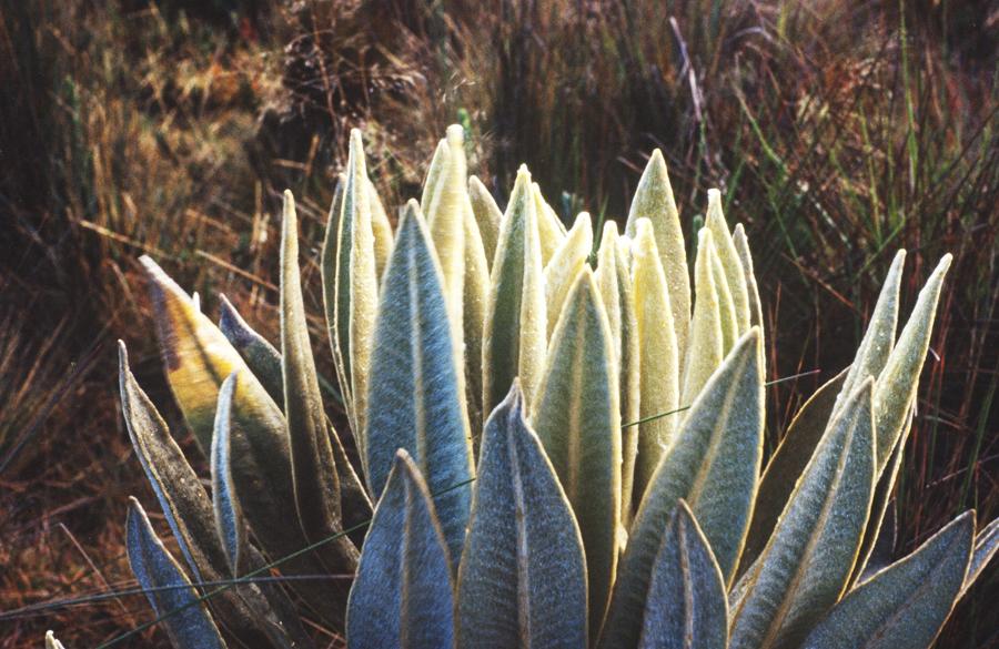 Frailejones, Parque Nacional Natural de los Nevado...