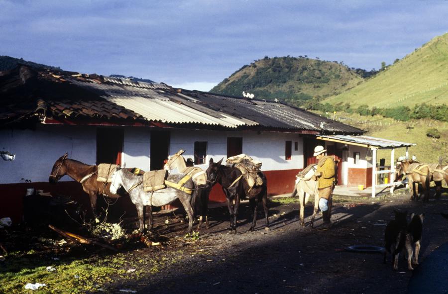 Mulas en una Casa Campesina en Tolima, Colombia