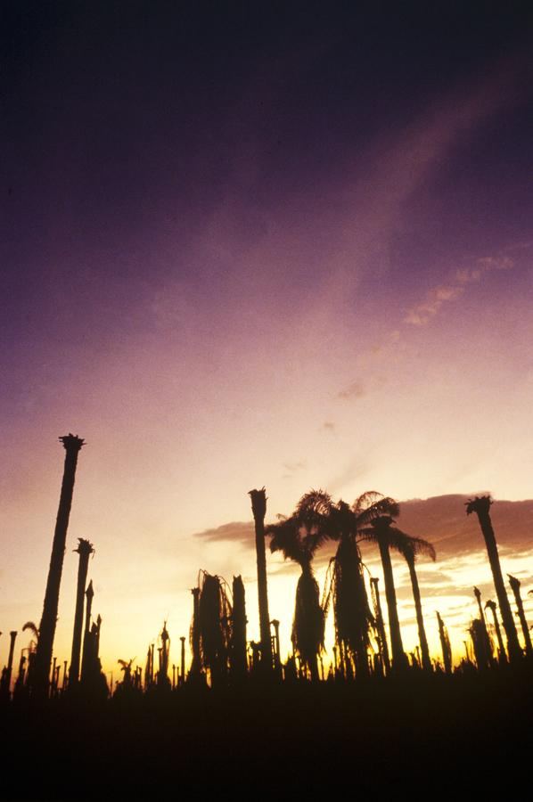 Atardecer y siluetas Palma AfriCaña en Fundación...