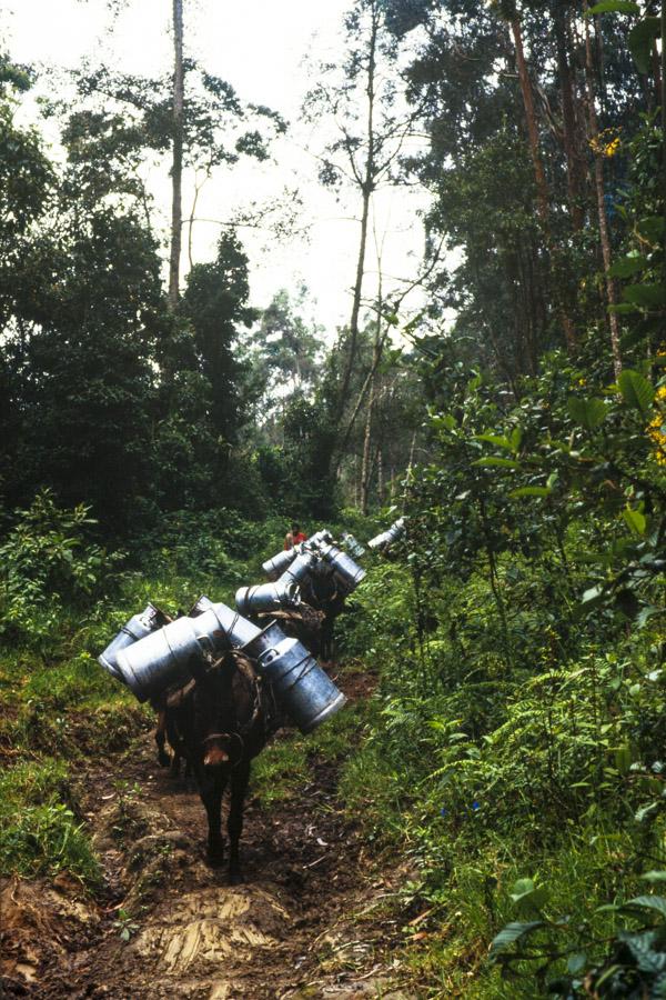 Mulas cargando canecas de leche, Manizales, Caldas...