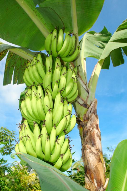 Racimo de Platano, Uraba, Antioquia, Colombia