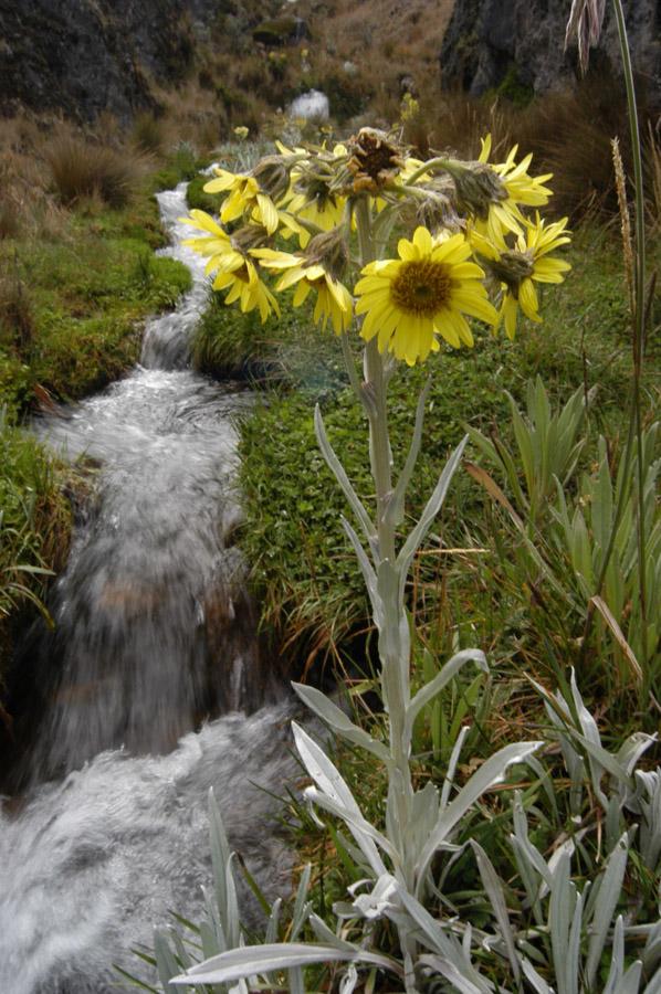 Flor Amarilla, Parque Natural los Nevados, Colombi...