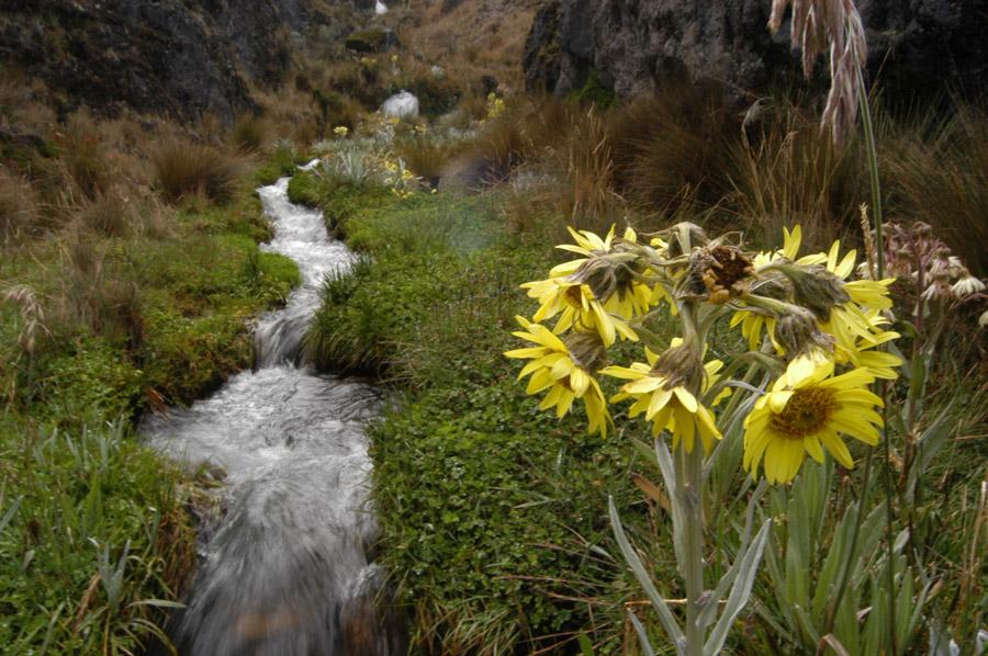 Flor Amarilla, Parque Natural los Nevados, Colombi...