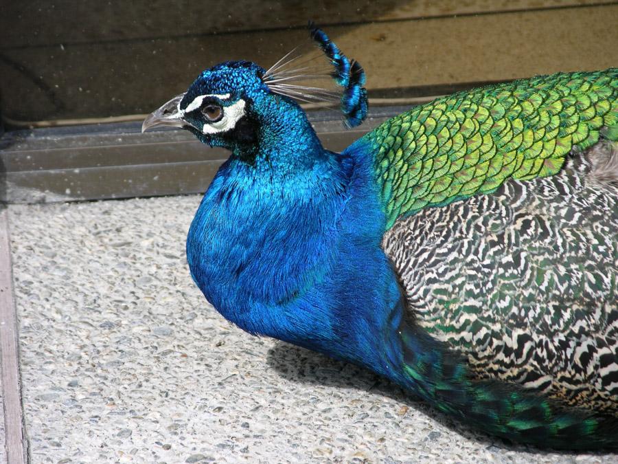 Pavo Real