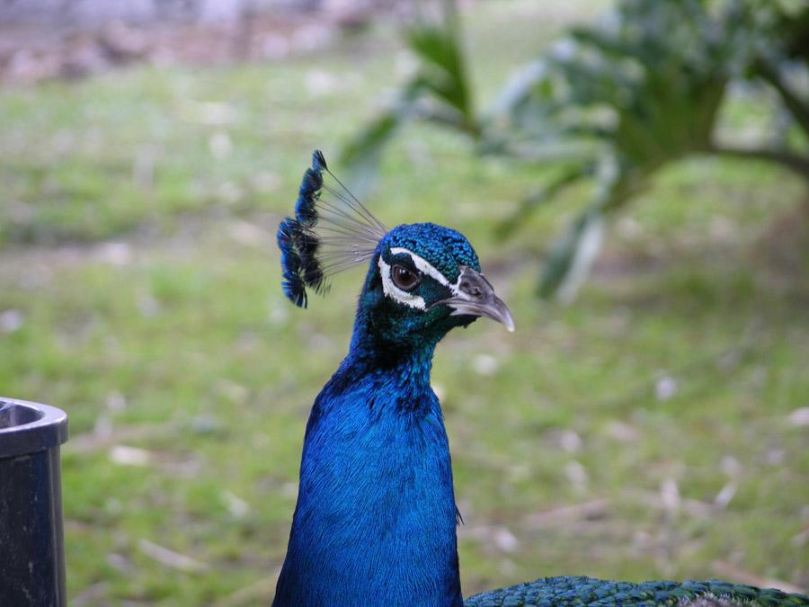 Pavo Real