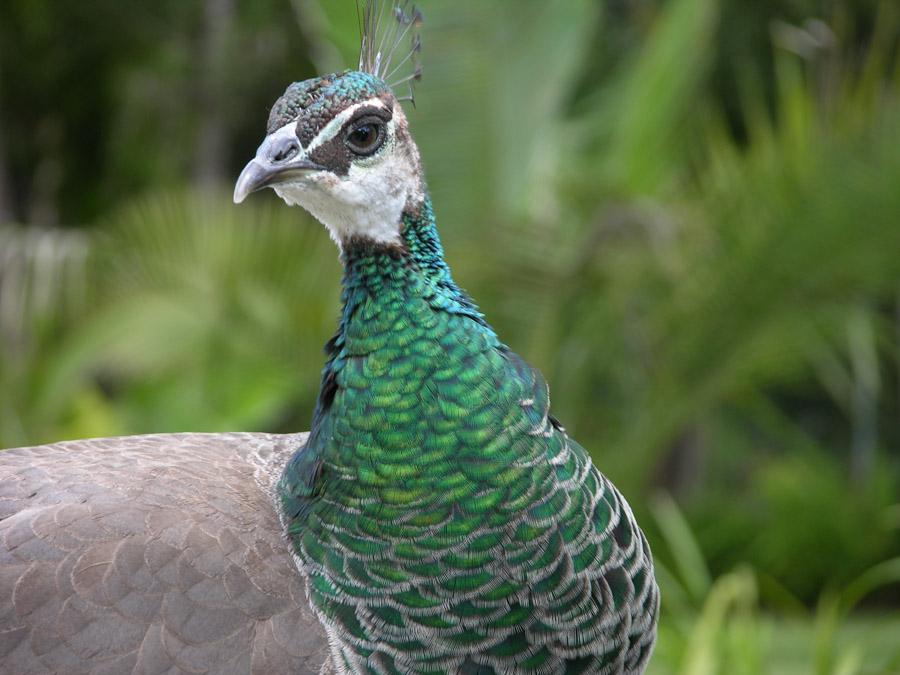 Pavo Real