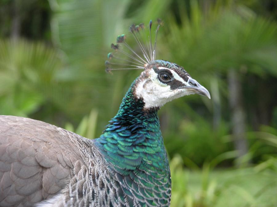 Pavo Real