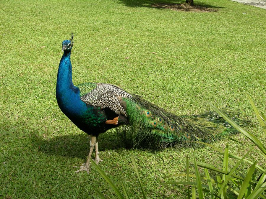 Pavo Real