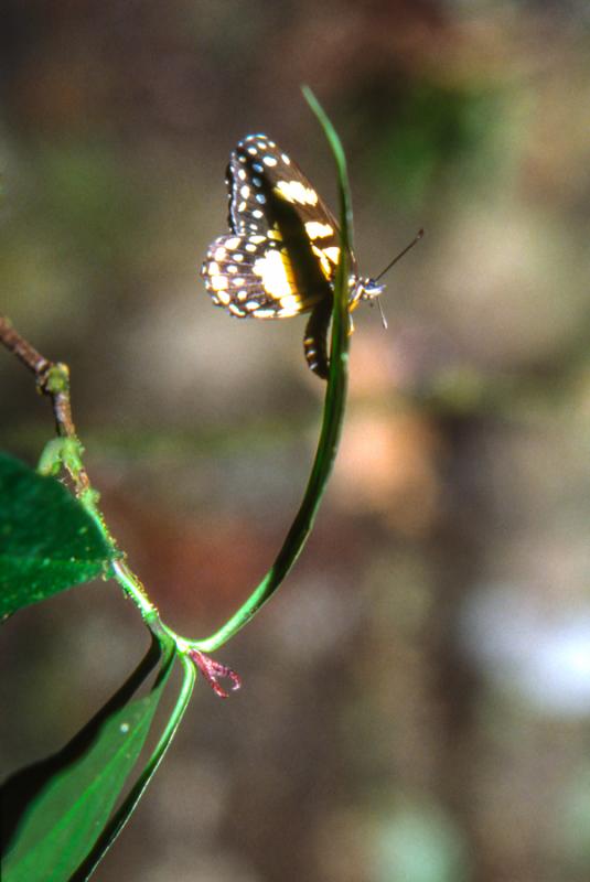 Mariposada Sobre una Planta