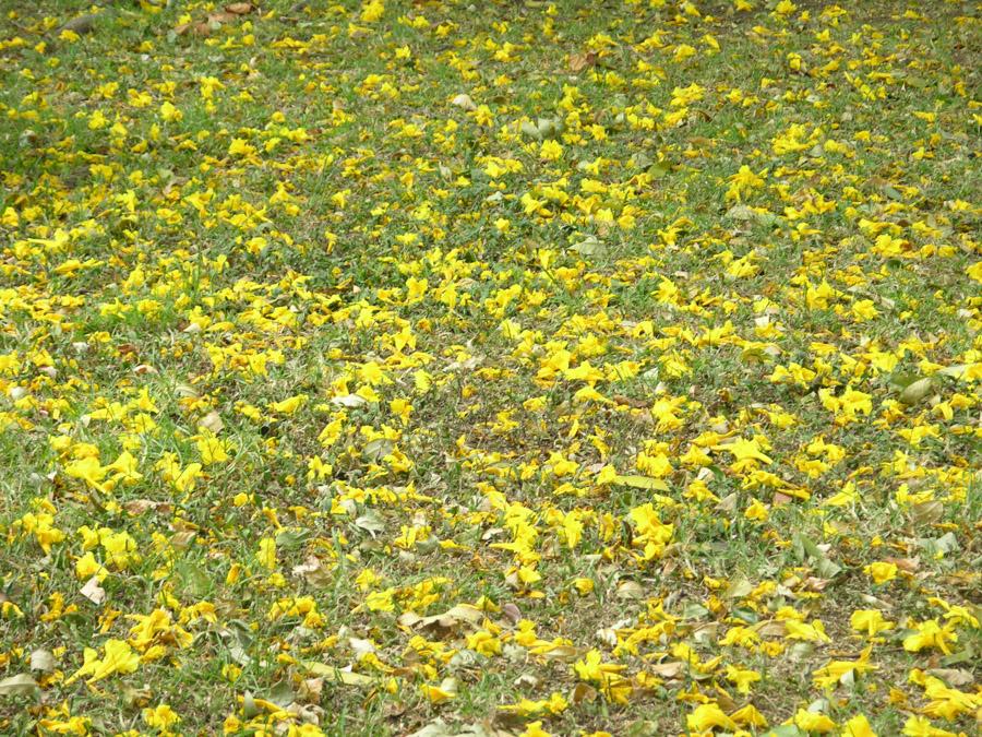 Flores de Guayacan en el prado