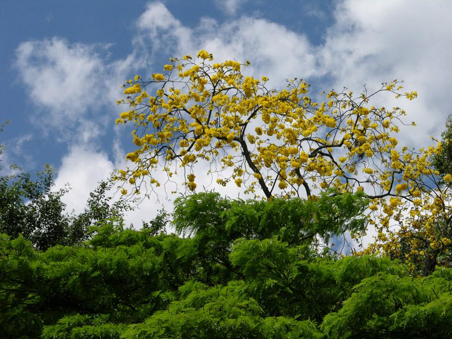 Arbol Guayacan