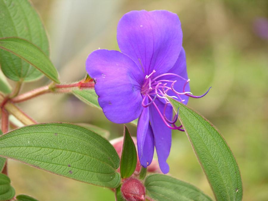 Flor del Siete Cueros