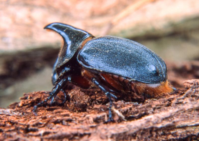 Heliocophris_Bucephalus, Coleoptero