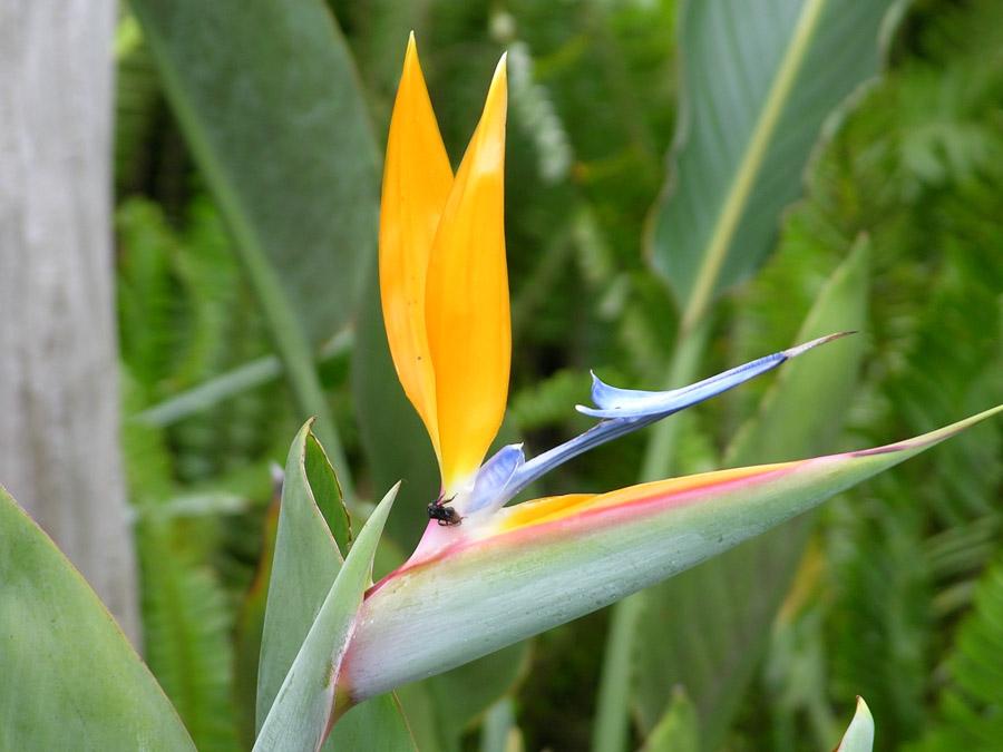 Heliconia