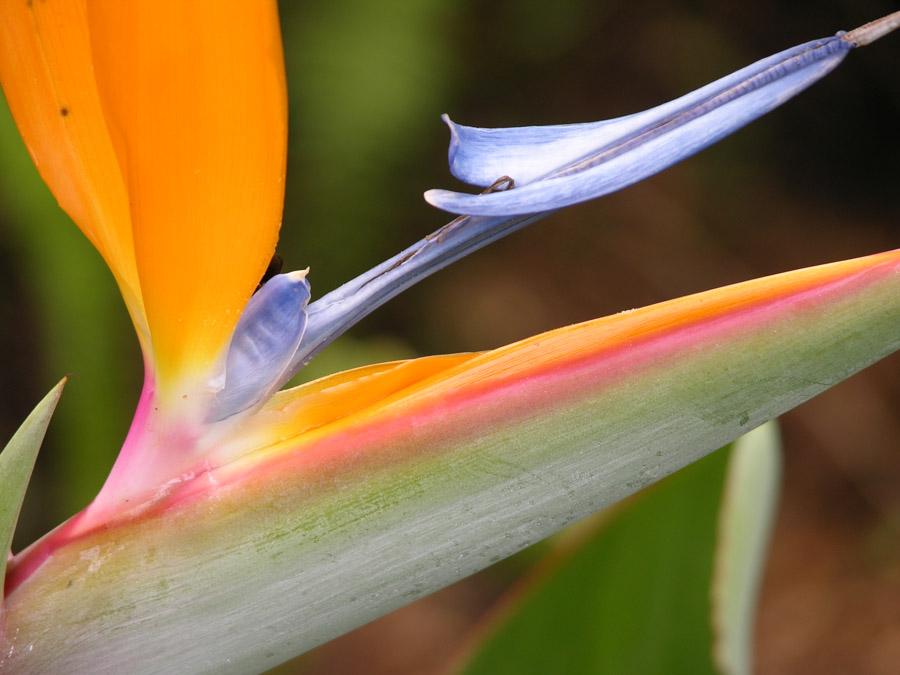 Heliconia