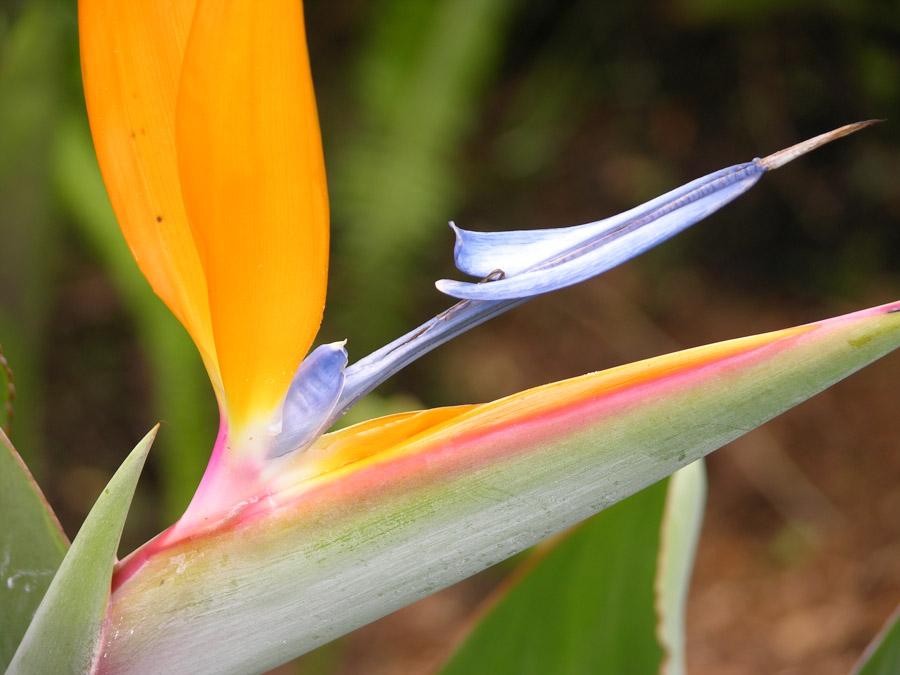 Heliconia