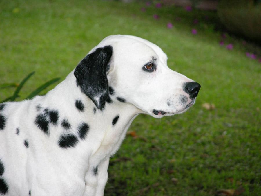 Perro Dalmata