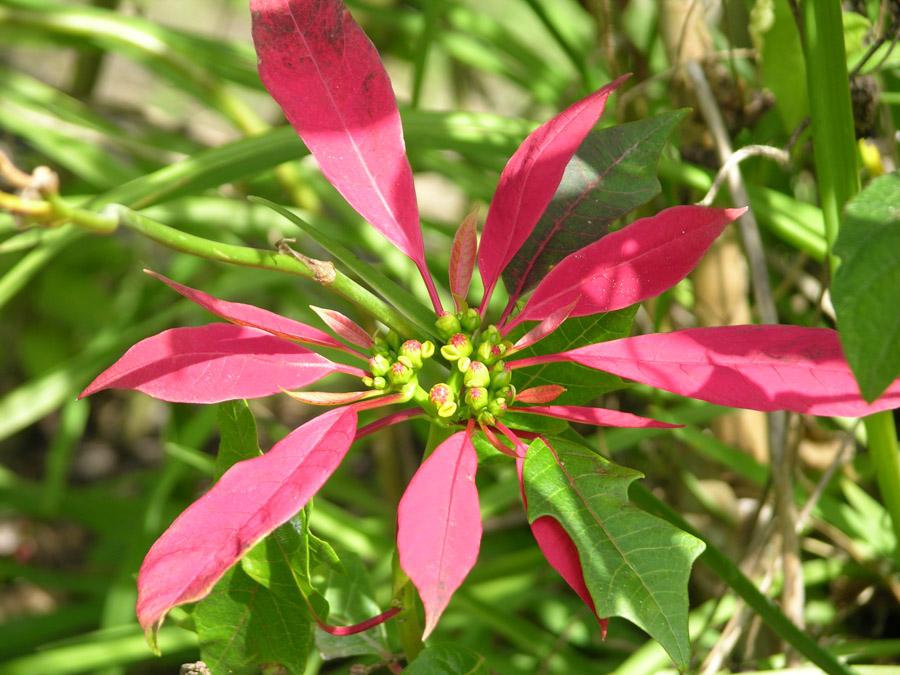 Flor de Navidad