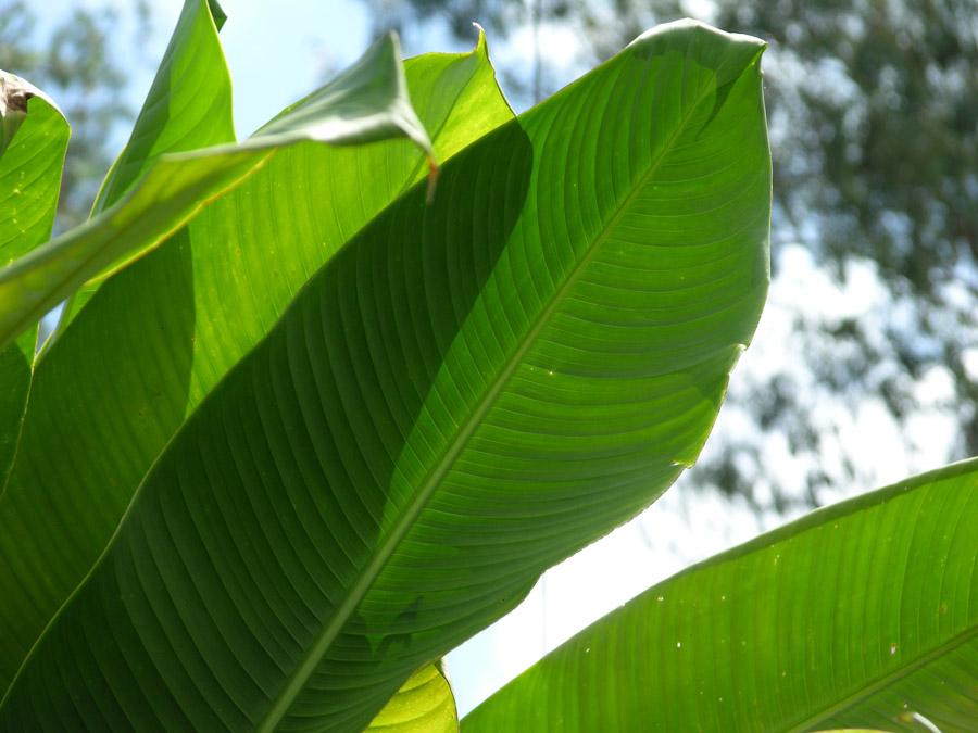 Hojas de Platano