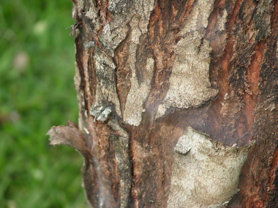 Detalle de un tronco