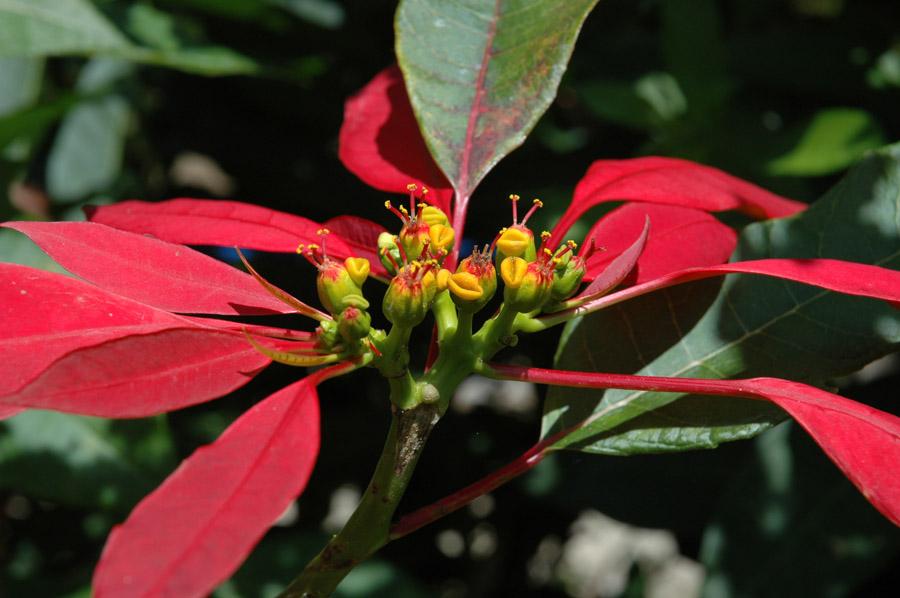 Flor de Navidad