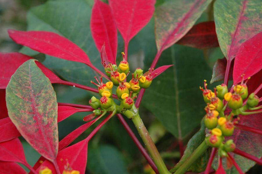 Flor de Navidad