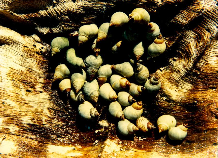 Caracoles sobre un corteza de arbol