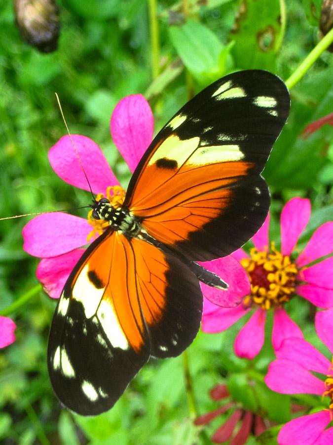 Mariposa sobre una flor