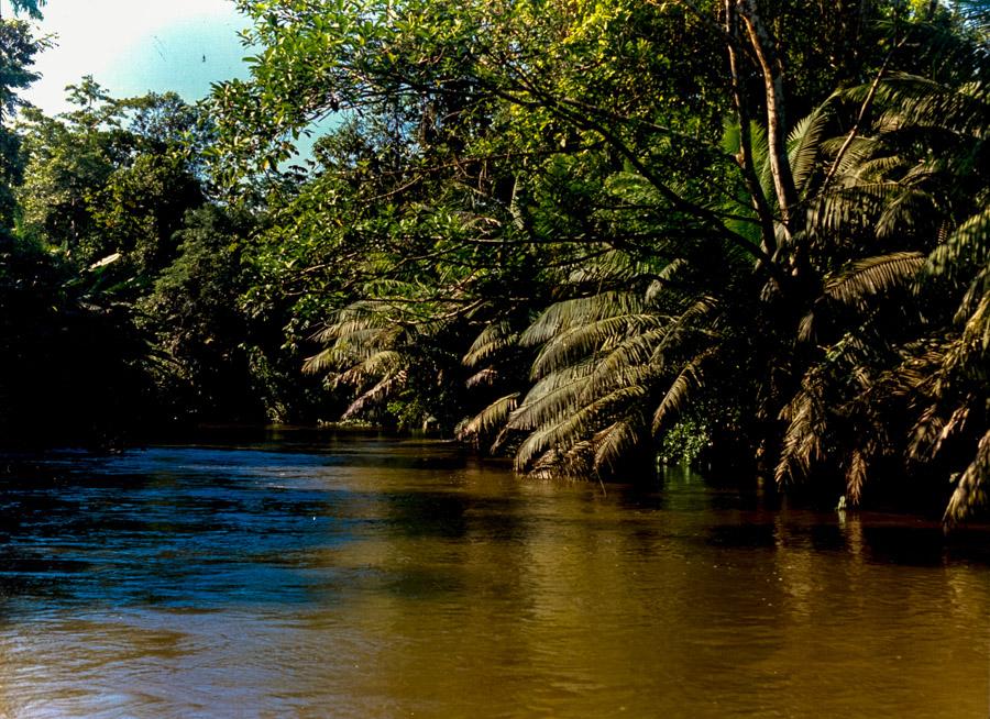 Manglar, San Francisco de Asis, Choco, Colombia