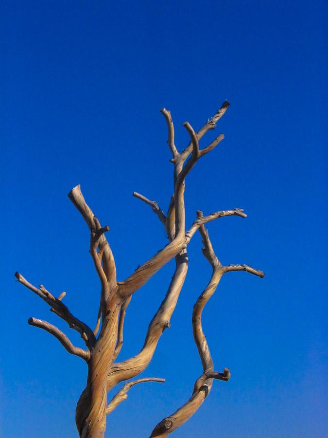 Ramas de un arbol seco