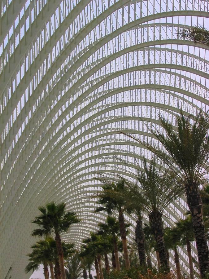 Palmeras en el Interior de Umbracle, Valencia, Esp...