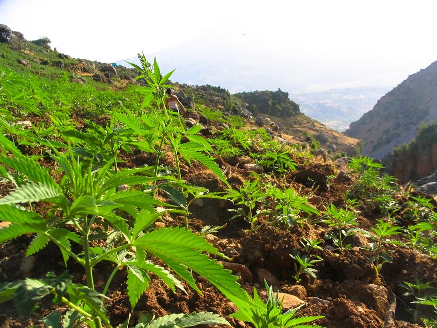 Cultivos de Marihuana