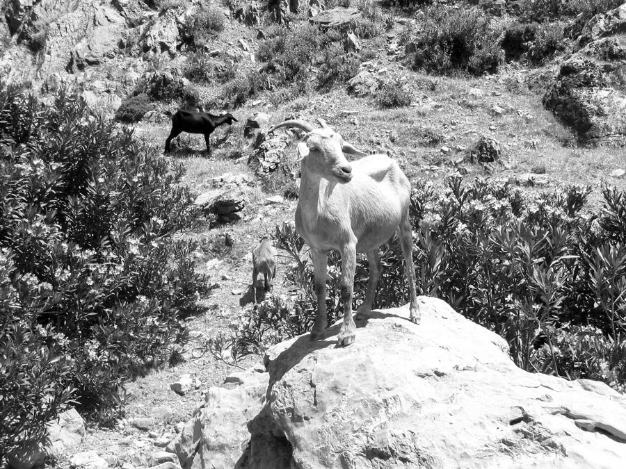 Cabra sobre la piedra