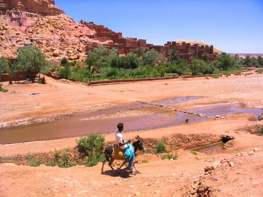 Hombre nativo Viajando por el desierto sobre un bu...