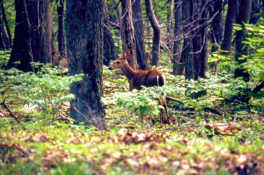 Venado en el Bosque