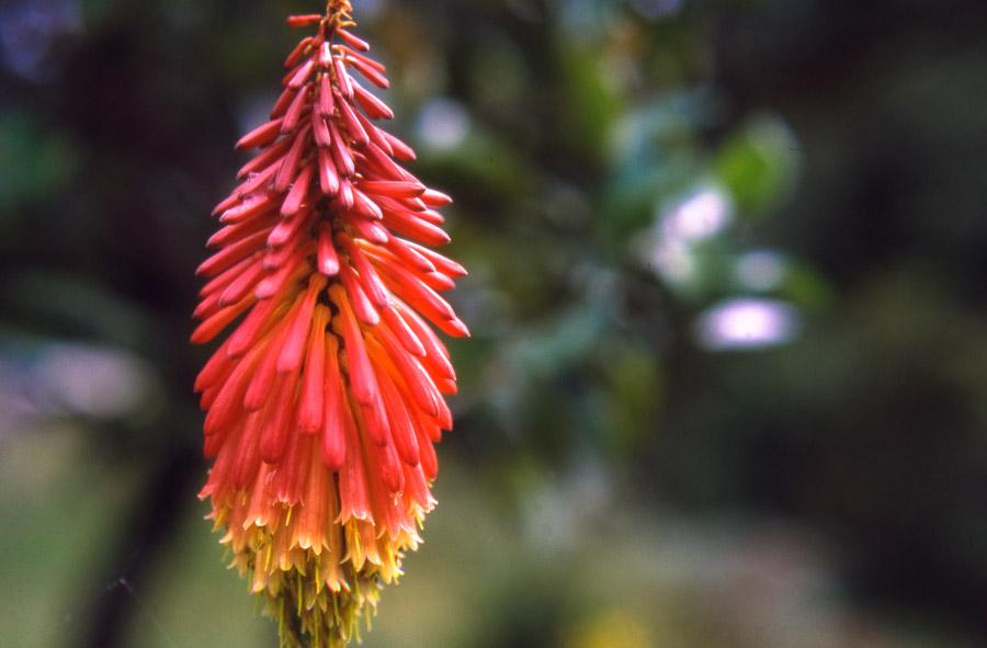 Flor llama