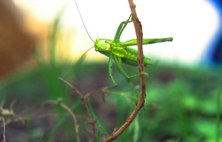 Grillo verde