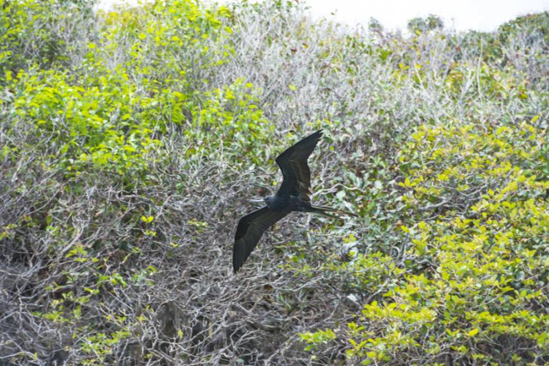 Fregata aquila, Cayos Tres Hermanos, Isla de San A...