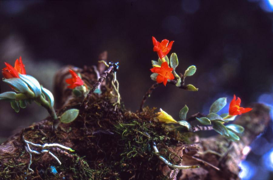 Flores pequeñas adheridas a un tronco